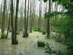 Причины потепления в отдельно взятой Беларуси (есть мнение)