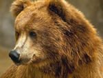 В заповеднике Гомельской области появилась семья медведей