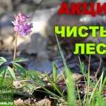 Акция "Чистый лес"