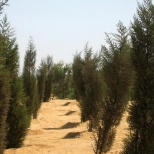   Египетские ученые нашли способ выращивать зеленые леса в пустыне
