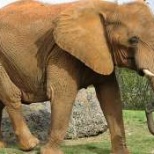 WWF призывает Таиланд запретить торговлю слоновой костью
