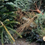 Экологи рассказали, что делать с новогодней елью после праздников
