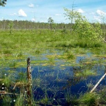 Минприроды приглашает обсудить проект закона об охране и использовании болот и торфяников